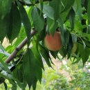 복숭아아저씨 이미지