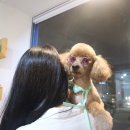 보듬펫살롱 이미지