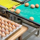 방송양계장 이미지