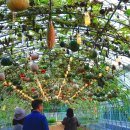 호박넝쿨 이미지