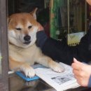 어서오개 이미지