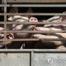 고법축산 이미지