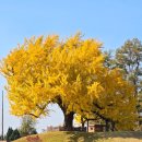 [식재료] 아는 만큼 맛있는 치즈 치즈 이야기 | 오산 미군 골프장 이용 후기/ 미군부대 수제 햄버거 ·미국 스테이크 맛본 이야기