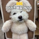 빼꼼 | 아키즈 빼꼼캐리어 강아지캐리어 후기 대왕키링 달린 애견캐리어 실물 미쳤어요