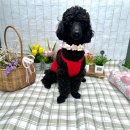 부산애견유치원 댕스하우스 이미지