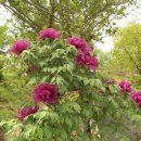 모란이피기까지 이미지