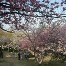 부산 겹벚꽃의 명소 부산 민주공원/맛집탐방 이미지