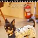 퍼피파라다이스 이미지