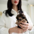 우아퍼피 이미지