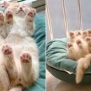 핑크젤리 이미지