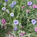 사슴농장 이미지