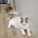 우주펫 - 서구 도안북로118번길 27 | 강아지·고양이 돌보는 직업, 펫시터 실제 후기🐾 / 장,단점 정리 (+시급)