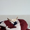 다온그루밍 이미지