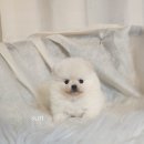 멍품 강아지분양 본점 이미지