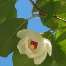 Magnolia 이미지