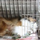 토리켄넬 이미지