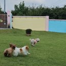 별이애견 이미지