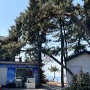 해오름관광농원 | [서천캠핑장]해오름 관광농원 캠핑장 방문 후기(2023.4.1~2)-11~15사이트사진첨부