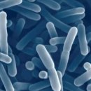 1호피티 이미지