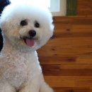 마오네(1호점) 이미지