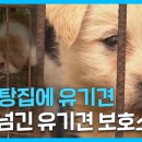 유기견 보호소에 있던 개들이 사라진 이유 이미지