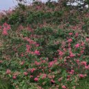 명옥헌민박 이미지