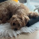 멍뭉컷 | [서울 노원] 상계동 강아지 미용 잘하는 샵_‘멍뭉‘