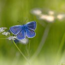 퍼피 그라운드 이미지