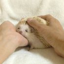 지영침구