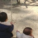 팬더스팀세차 | 에버랜드/용인에버랜드 여행기~