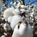 목화 이미지