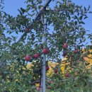 복만농장 이미지