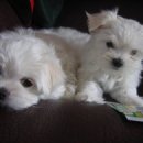 왕자와 공주 이미지