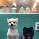 도그반하다 이미지
