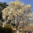 성원민박 | 경주 벚꽃 주차 황리단길 주말 대릉원 월정교 박물관 근처