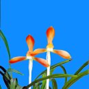 한국춘란 홍화소심(紅花素心) 무천(無天)02 이미지