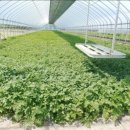 청정미나리영농조합 이미지