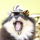 슈나애견미용 이미지