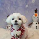 아띠그루밍 네이버블로그