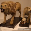 경북대학교자연사박물관 이미지