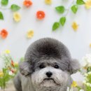 Grooming574 네이버블로그