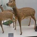 덕소자연사박물관 이미지