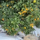 일남농장 이미지