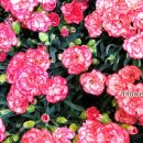 전병호 농장 | 오늘의 주인공은 나야, 나! 카네이션♥ 5월15일 스승의날 꽃다발 꽃바구니 꽃배달 마산 창원 꽃집...