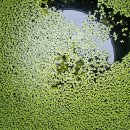 제주 자락 이미지