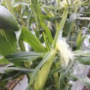 제주 토브 이미지