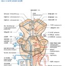 룰루스