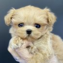 야옹아멍멍해봐(원성점) 이미지