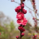 복숭아쉼터 Daum카페