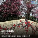 매화2길 이미지